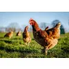 Karma Pasza Naturalna bez Chemii Ziarno dla kur niosek, kaczek gęsi 20kg