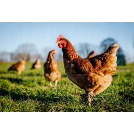 Karma Pasza Naturalna Gnieciona Ziarno dla kur niosek, kaczek gęsi 10kg