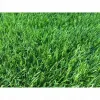 Saletrzak Nawóz azotowy Grupa Azoty granulat 20 kg trawa trawnik