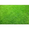 Saletrzak Nawóz azotowy Grupa Azoty granulat 1 kg