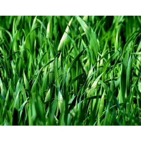 Saletrzak Nawóz azotowy Grupa Azoty granulat 1 kg