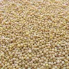 GORCZYCA BIAŁA poplon paszowa miododajna 1kg