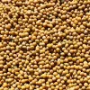 GORCZYCA BIAŁA poplon paszowa miododajna 1kg