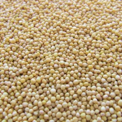 GORCZYCA BIAŁA poplon paszowa miododajna 1kg