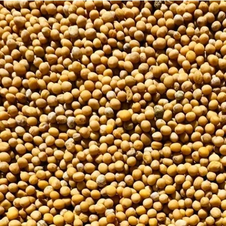 GORCZYCA BIAŁA poplon paszowa miododajna 1kg