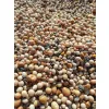 POPLON SZYBKOROSNĄCY miododajny mix nasiona 1000g gryka gorczyca rzodkiew