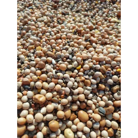 POPLON SZYBKOROSNĄCY miododajny mix nasiona 1000g gryka gorczyca rzodkiew