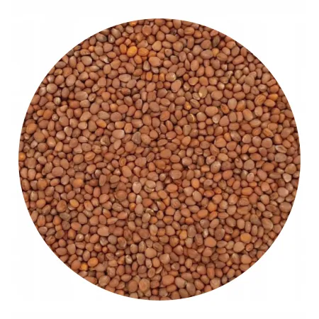 POPLON SZYBKOROSNĄCY mix nasiona 2,5KG gryka gorczyca rzodkiew
