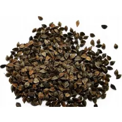 Nasiona GRYKA Pasza Poplon Miododajna 1kg