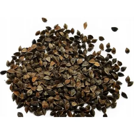 Nasiona GRYKA Pasza Poplon Miododajna 1kg