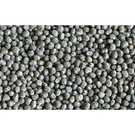 ŁUBIN WĄSKOLISTNY GORZKI NASIONA POPLON 1KG
