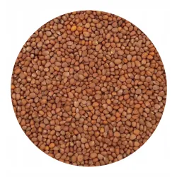 Rzodkiew oleista na poplon 1kg