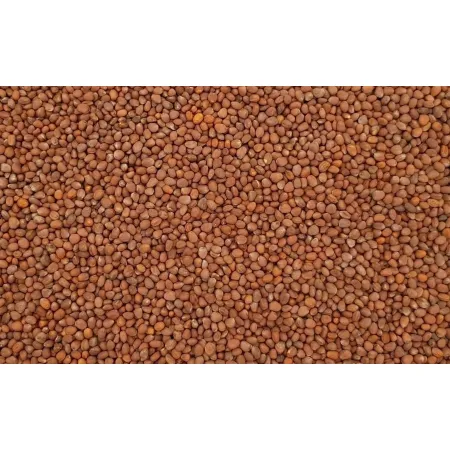 Rzodkiew oleista na poplon 1kg